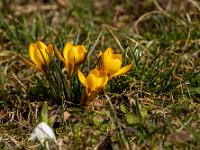 Gelbe Krokus Gruppe in der Wiese